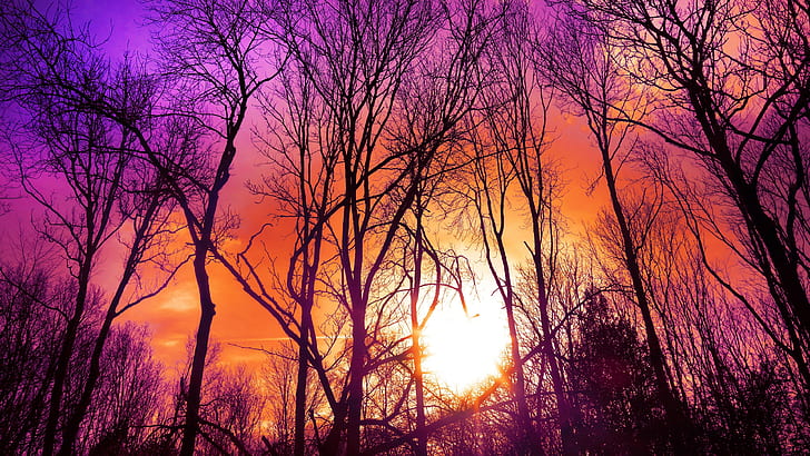 пурпурный закат, фиолетовый закат, фиолетовое небо, низкий угол обзора, ветви, закат, деревья, голые деревья, HD обои