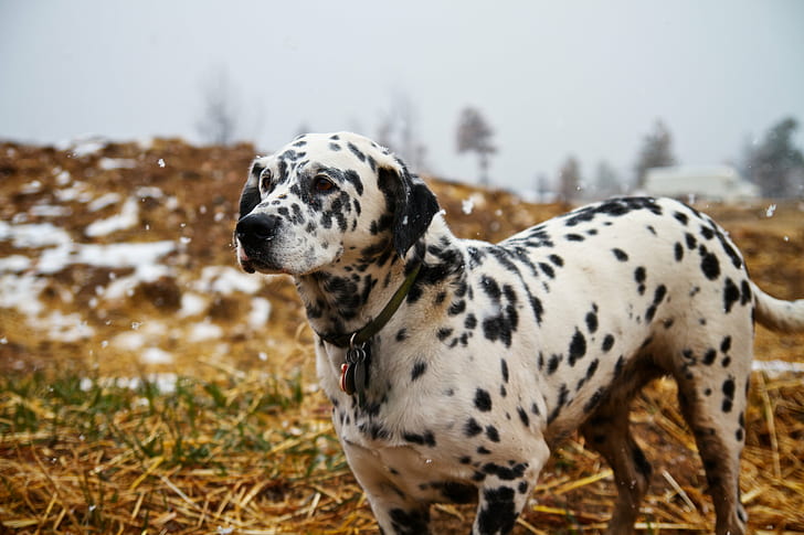 selective photography of adult dog, Pay Attention, selective, photography, adult, dog, sugarloaf, boulder colorado, dirt biking, snow, snowing, winter, cool, animal, portrait, canon  eos  7d, canon 7d, tamron, dalmatian Dog, pets, outdoors, purebred Dog, canine, mammal, HD wallpaper