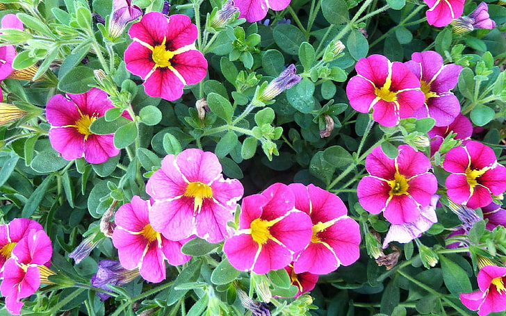 Calibrachoa Plants In The Solanaceae (morelle) Family Year Old Evergreen Small Petunia Flowers Hd Wallpapers For Mobile Phones And Computer 3840 × 2400, Fond d'écran HD