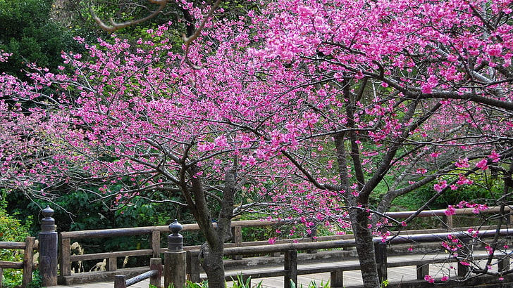 Sakura trees, trees, flowering, flowers, nature, HD wallpaper