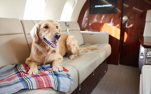 Hund, Business-Jet-Flugzeuge, zweimotorige Jet-Flugzeuge der Business Class, NetJets, Haustiere in Privatjets, Haustiere, Hunde in einem Flugzeug, HD-Hintergrundbild HD wallpaper