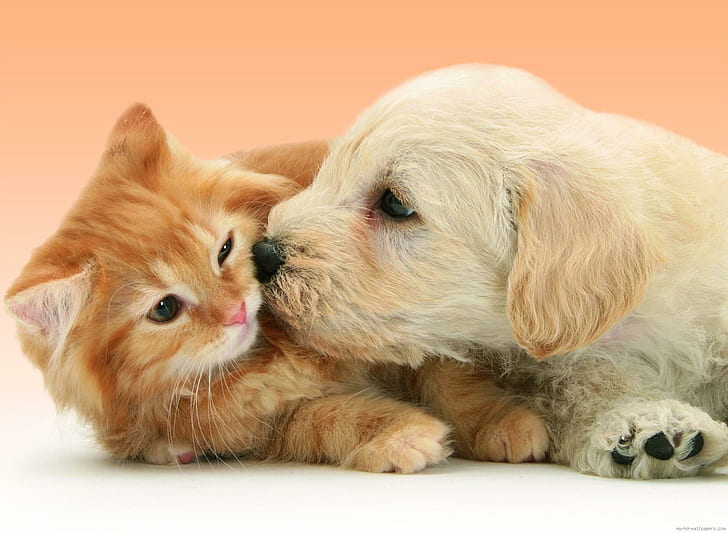 Щенок Собака целует кота, кота и собаку, собаку, животное, кота, щенка, поцелуя, веселья, HD обои
