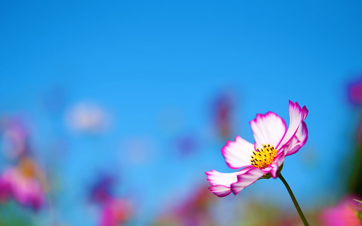 분홍색 코스모스 꽃 사진의 HD 벽지, 분홍색과 흰색 꽃잎 꽃, HD 배경 화면