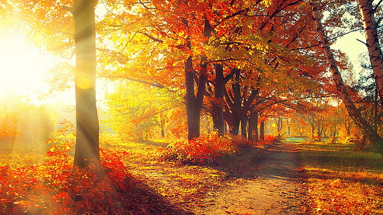 sunbeam, autumn, leaves, pathway, forest, deciduous, grove, tree, sunlight, morning, branch, sky, HD wallpaper HD wallpaper