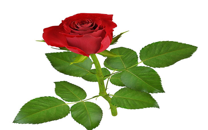Роза 3 2560 × 1600, HD тапет