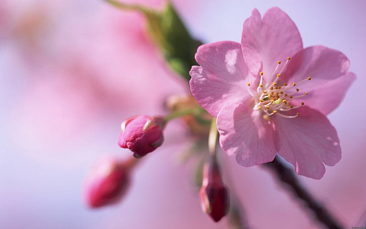 pink cherry blossom, flower, branch, plant, petals, HD wallpaper
