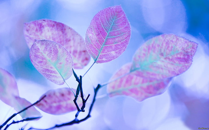 pink leaves, closeup, HD wallpaper