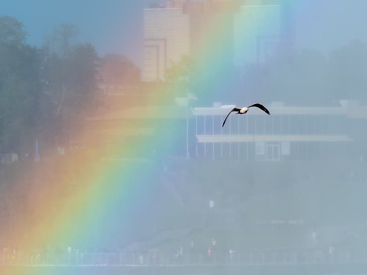 Rainbow (Optical phenomenon), sky, seagulls, nature, photography, skyscape, HD wallpaper