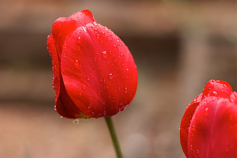 bunga merah dengan tetesan air, tulip, tulip, basah, tulip, bunga, air, tetes, tulip, alam, tanaman, merah, daun bunga, musim semi, keindahan di alam, musim panas, kepala bunga, close up, kesegaran, Wallpaper HD HD wallpaper