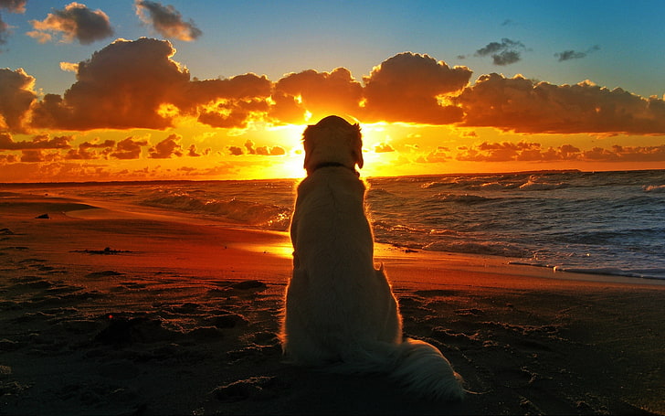 chien blanc à poil long, silhouette de chien debout près du bord de mer, chien, coucher de soleil, plage, vagues, nuages, profondeur de champ, soleil, animaux, sable, regardant au loin, Fond d'écran HD