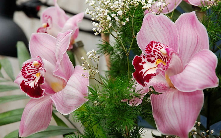 Um presente de orquídeas, flores de pétalas cor de rosa, orquídeas, buquê, natureza, flores, rosa, natureza e paisagens, HD papel de parede