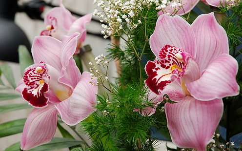 Подарок орхидей, цветы с розовыми лепестками, орхидеи, букет, природа, цветы, розовый, природа и пейзажи, HD обои HD wallpaper