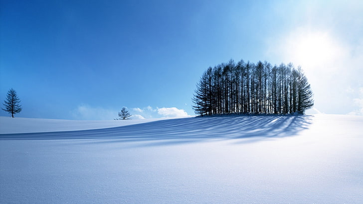 деревья и снежная местность обои, зима, снег, деревья, природа, HD обои
