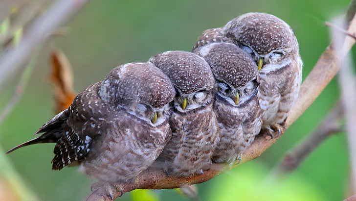 four brown-and-white bird on tree branch, Spotted owl, owls, birds, mom, babes, Cute animals, HD wallpaper