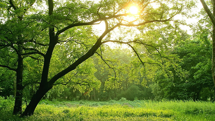 gröna träd, träd, solljus, natur, HD tapet
