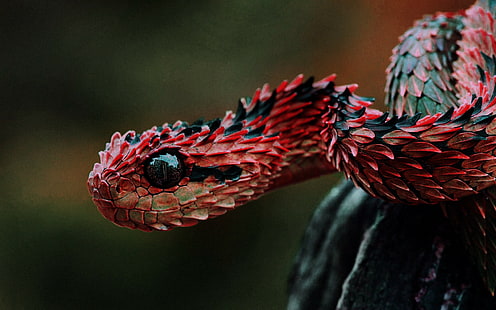 животни, везни на гущера, влечуги, змия, червено, усойница, змия дракон, HD тапет HD wallpaper