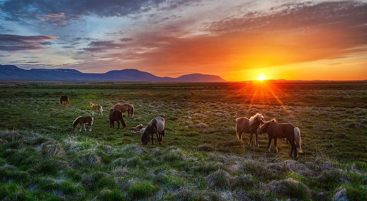 поле кафяв кон и зелена трева, Исландия, пейзаж, залез, жребчета, коне, HD тапет