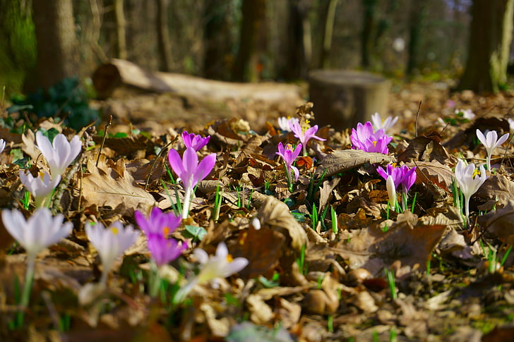 spring, flowers, forest, HD wallpaper