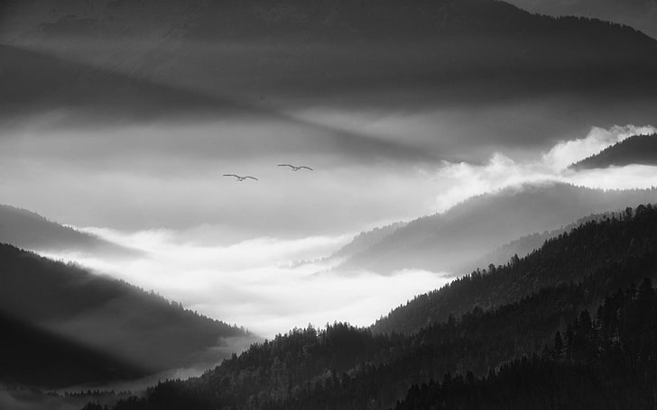 alfombra blanca y negra, naturaleza, paisaje, mañana, niebla, Alpes, montañas, bosque, valle, pájaros, volando, monocromo, Alemania, gris, Fondo de pantalla HD