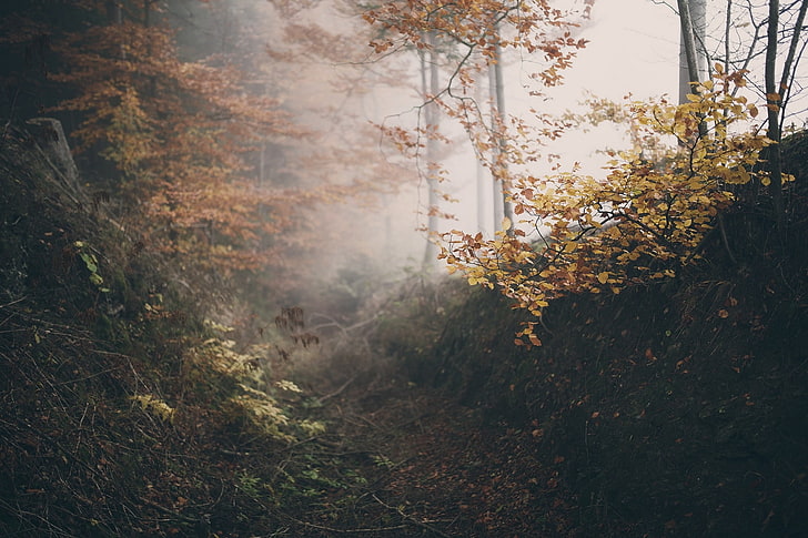 Wald, HD-Hintergrundbild