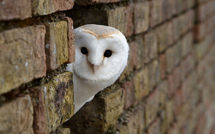 white owl, birds, animals, owl, bricks, looking at viewer, HD wallpaper