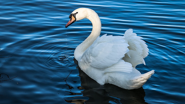 white, water, drops, light, lake, pond, bird, wings, feathers, Swan, beautiful, neck, blue, blue background, floats, tail, circles on the water, HD wallpaper
