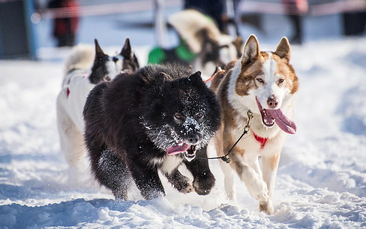animales, perro, nieve, lengua afuera, Fondo de pantalla HD
