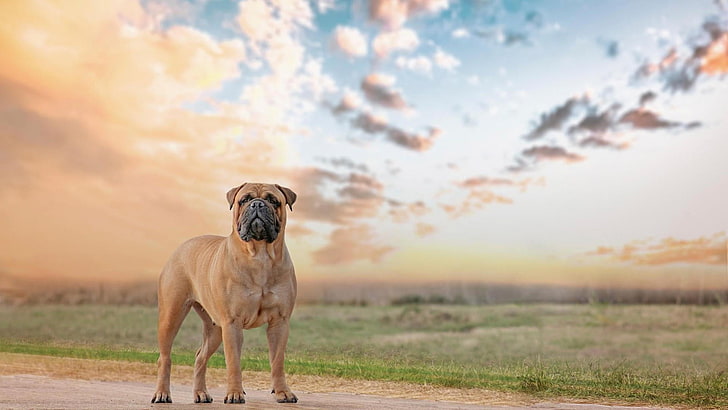 dog, english mastiff, mastiff, sky, clouds, field, HD wallpaper