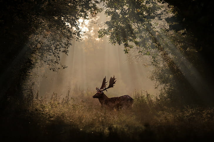 deer, animals, 4k, 5k, hd, forest, sunbeam, photography, HD wallpaper
