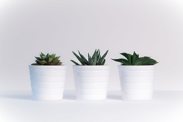 pots blancs, plantes, cactus, fleurs, Fond d'écran HD