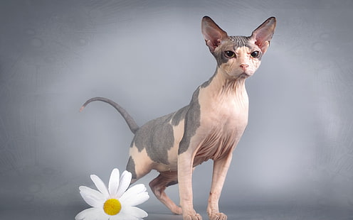 sphynx cat, cat, background, Sphinx, HD wallpaper HD wallpaper