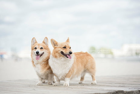 Hunde, Corgi, HD-Hintergrundbild HD wallpaper