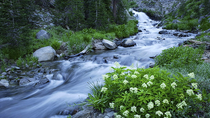 water, stream, nature, california, lassen volcanic national park, body of water, national park, united states, creek, wilderness, river, rapids, tree, plant, arroyo, HD wallpaper