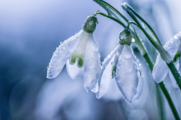 white snowdrop flowers, drops, macro, spring, petals, snowdrops, bokeh, HD wallpaper