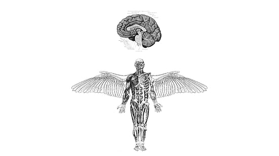 homme avec illustration d'aile, anatomie, cerveau, ailes, médecine, Fond d'écran HD HD wallpaper