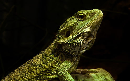 зеленый бородатый дракон, рептилии, бородатый дракон, ящерица, рептилия, HD обои HD wallpaper