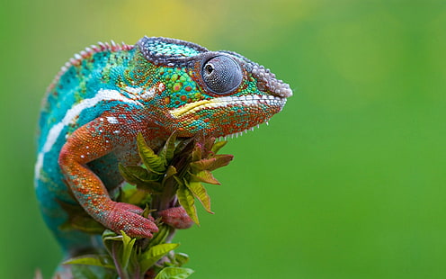 animals, reptiles, chameleons, HD wallpaper HD wallpaper