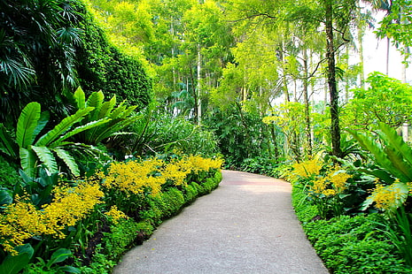 зелень, деревья, сад, дорожка, сингапур, аллея, кусты, ботанический сад, HD обои HD wallpaper