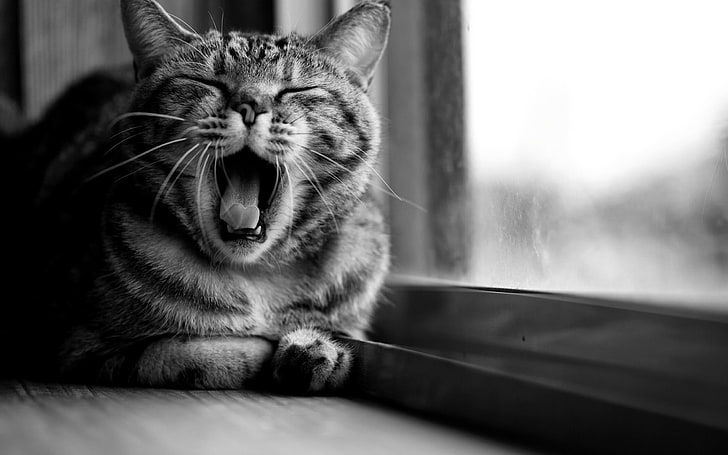 foto in scala di grigi di sbadiglio gatto, gatto, animali, bocca aperta, monocromatico, Sfondo HD