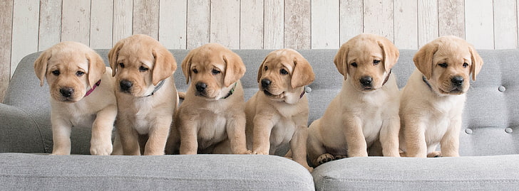 собаки, диван, щенки, золотистый ретривер, HD обои
