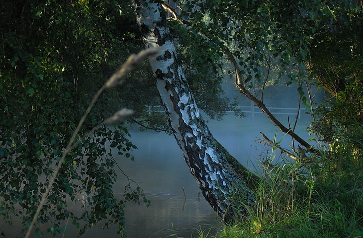 Poranek, Rzeka I Drzewa, Nature, Rivers, HD wallpaper