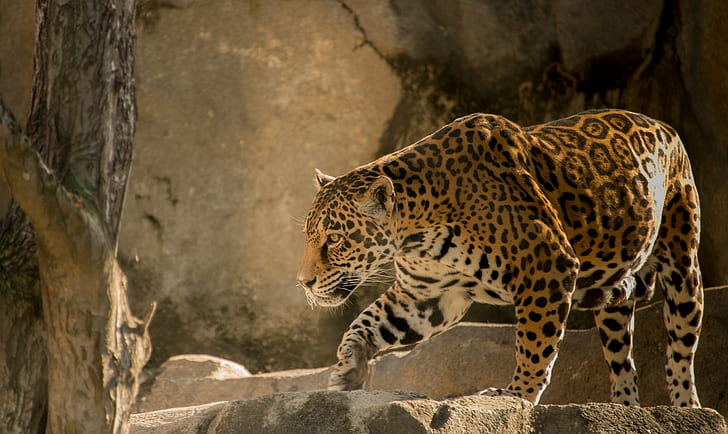 ジャガー捕食動物、チーター動物、ジャガー、捕食動物、猫、 HDデスクトップの壁紙