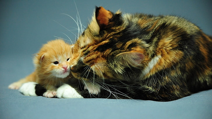 tortoiseshell cat with kitten, cat, kitten, care, attention, HD wallpaper