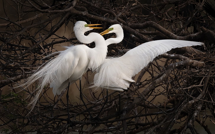 Mating Of Great White Egrets Spring Mating Season Hd Wallpaper For Desktop 3840×2400, HD wallpaper