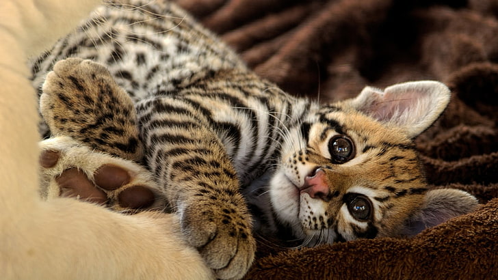 tigre marrone e bianca, animali, felino, cuccioli, leopardo (animale), Sfondo HD