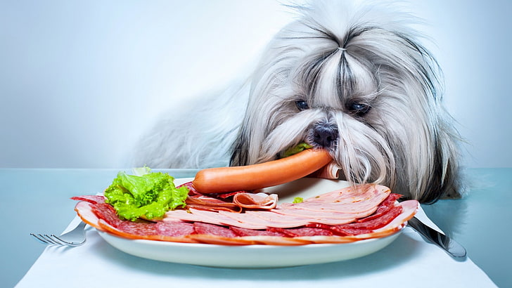 animals, dog, Eating, food, Meat, Pet, Plates, Salami, Simple Background, Vegetables, HD wallpaper