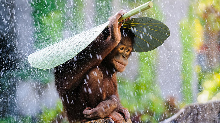 singe utilisant une feuille verte comme parapluie lorsqu'il pleut photo prise pendant la journée, chimpanzé, fleuve Congo, tourisme, banane, feuilles, pluie, singe, nature, animal, vert, Fond d'écran HD