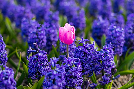 ピンクの花びらの花のフォーカス写真、特異、フォーカス、写真、ピンク、チューリップ、シングル、1つ、ヒヤシンスの花、花、フィールドファーム、春、オランダ、オランダ、オランダ、ヨーロッパ、旅行、田舎、紫青、ライカM、M240、ボケ、自由度、自然、紫、花、植物、夏、春、花の頭、自然の美しさ、花びら、マルチ、 HDデスクトップの壁紙 HD wallpaper