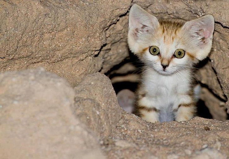 สัตว์แมวทรายแมว, วอลล์เปเปอร์ HD