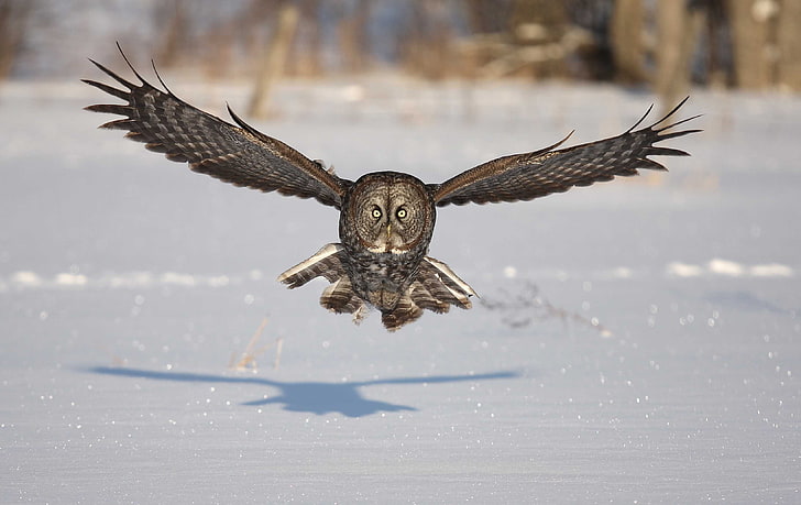 búho marrón y blanco, búho, pájaro, depredador, vuelo, alas, aleta, nieve, invierno, sombra, Fondo de pantalla HD